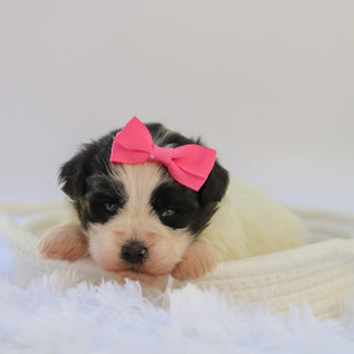 Lilly - Available Now