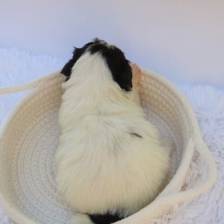 Lilly - Available Now