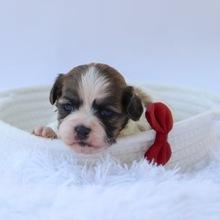 Topper - Available Now