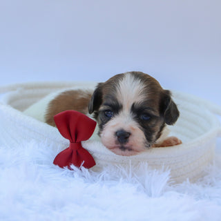 Topper - Available 10/15