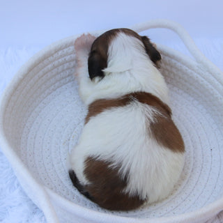 Topper - Available Now