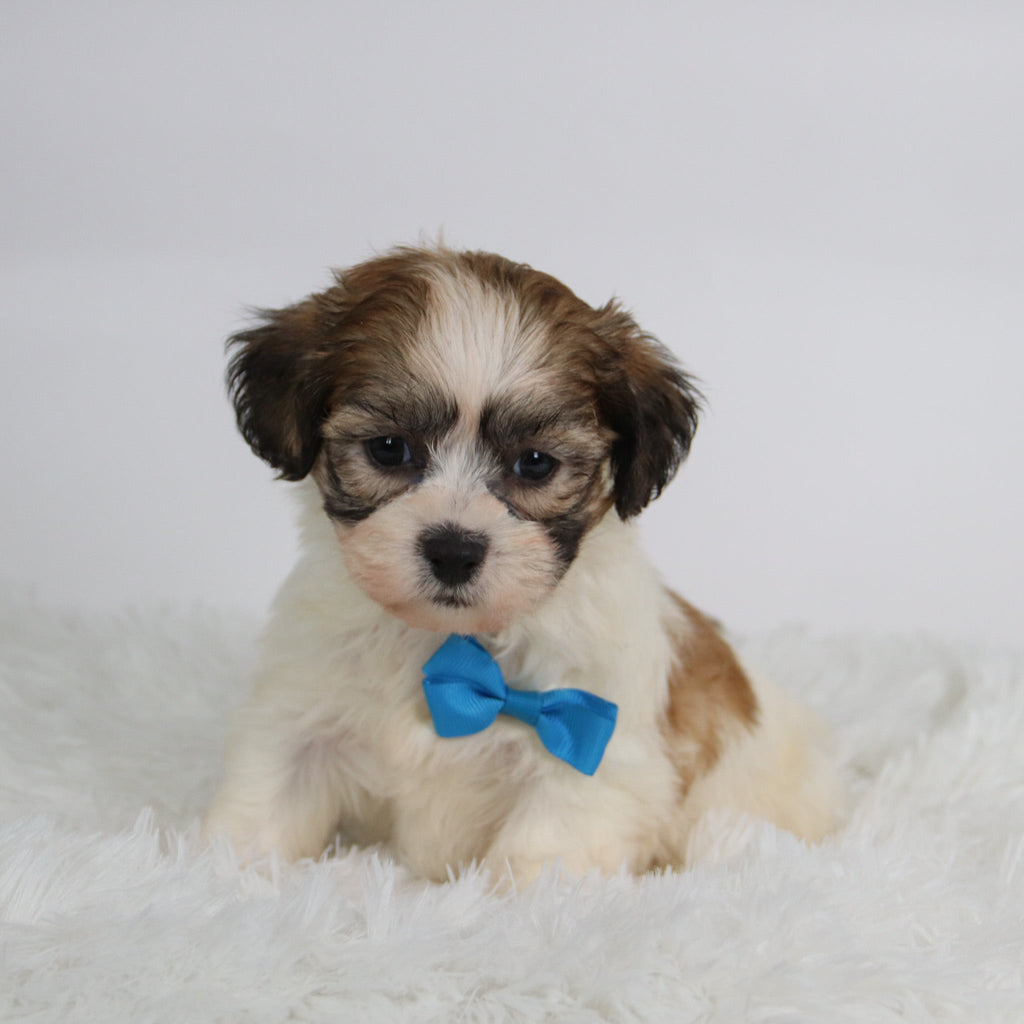 Topper - Available Now