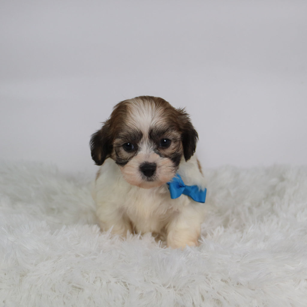 Topper - Available Now