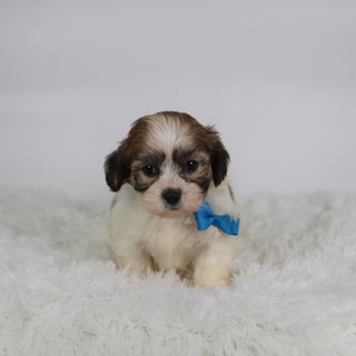 Topper - Available 10/15