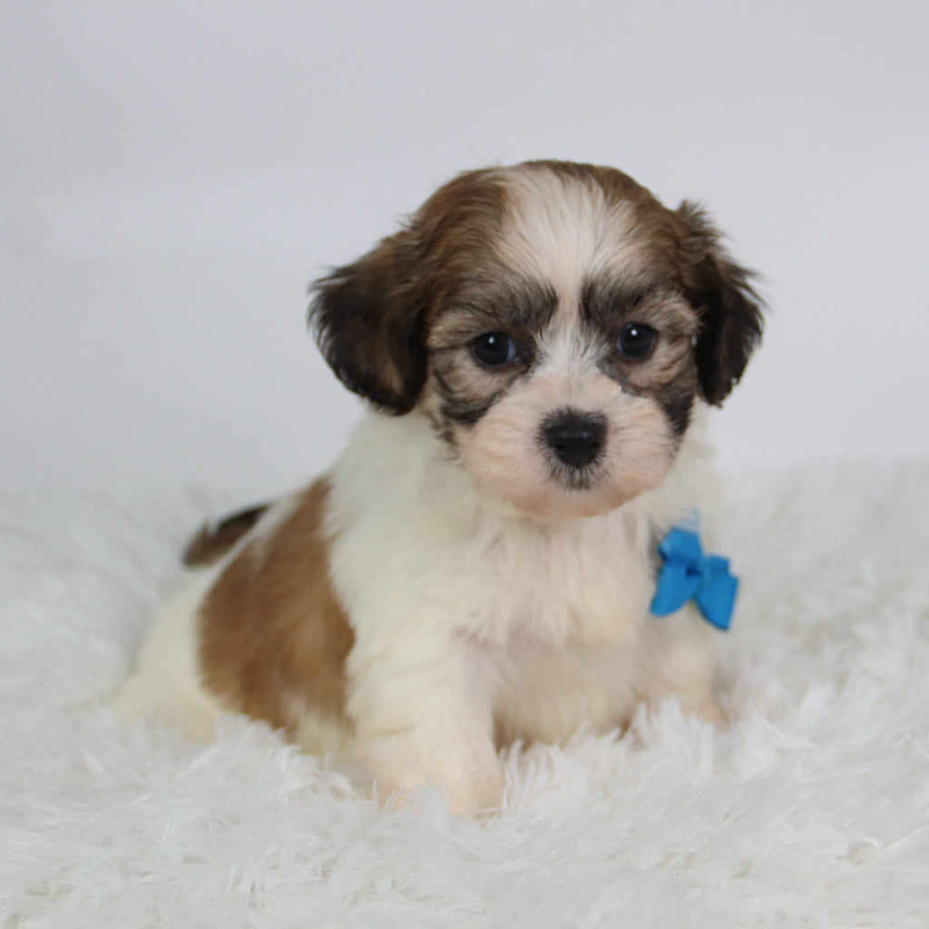 Topper - Available Now