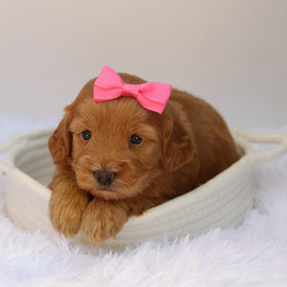 Nadine - Available Now