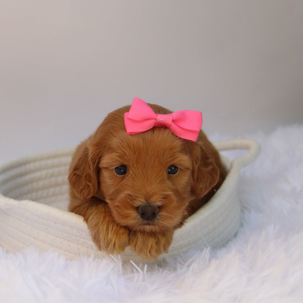 Nadine - Available Now