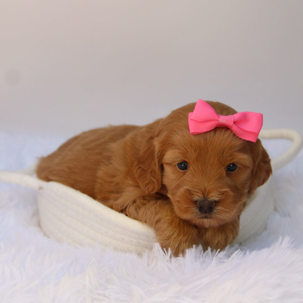 Nadine - Available Now