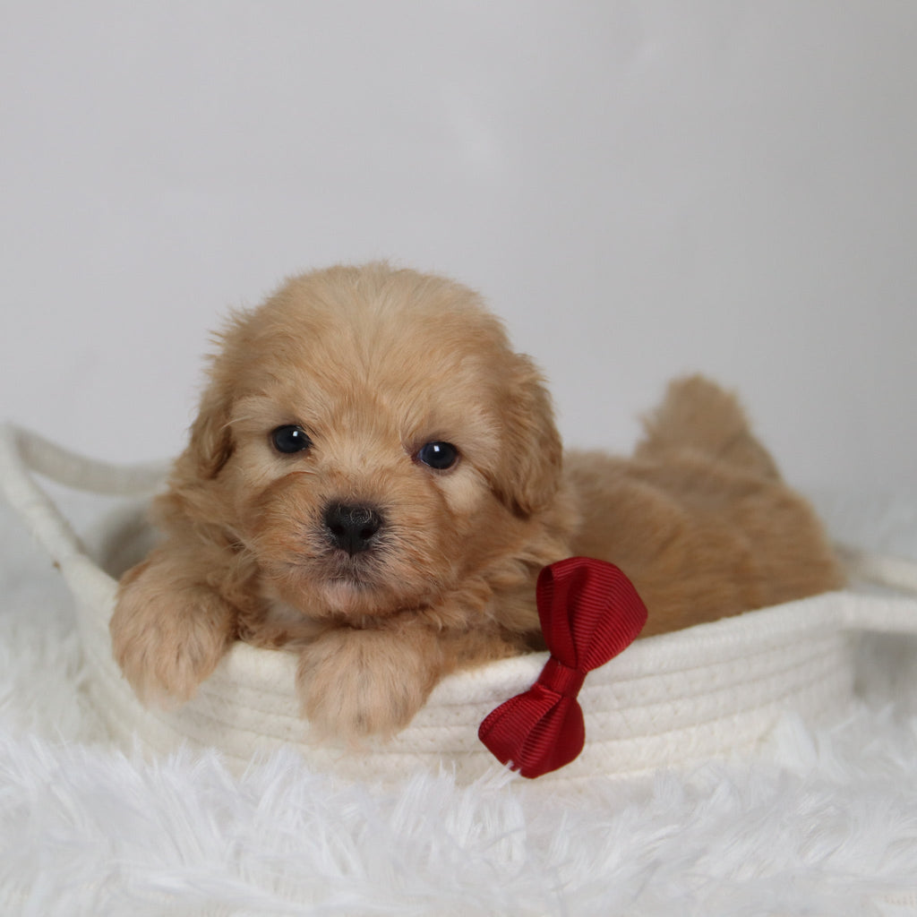 Roland - Available Now