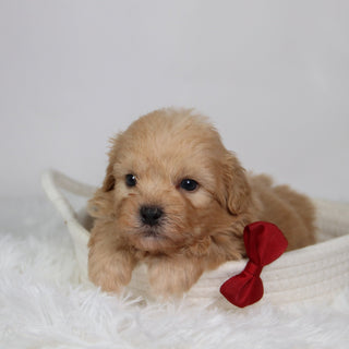 Roland - Available Now