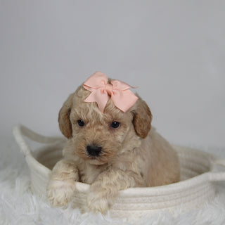 Hazel - Available 9/17