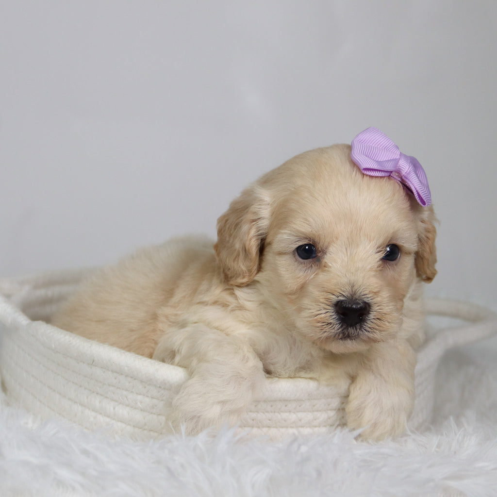 Payton - Available 9/17