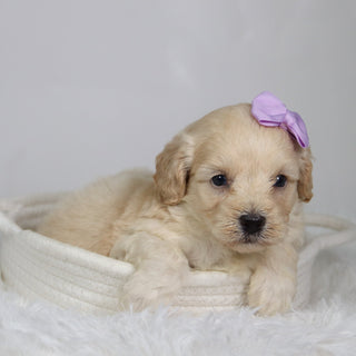 Payton - Available 9/17