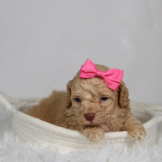 Fren - Available 9/17
