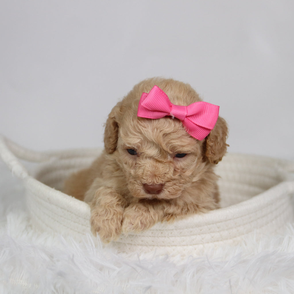 Fren - Available 9/17