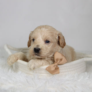Garth - Available 9/17