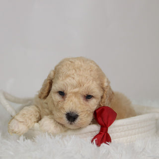 Ronan - Available 9/17