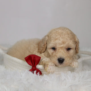 Ronan - Available 9/17