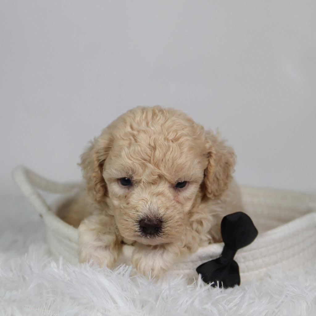 Ryder - Available 9/17
