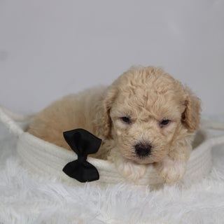Ryder - Available 9/17