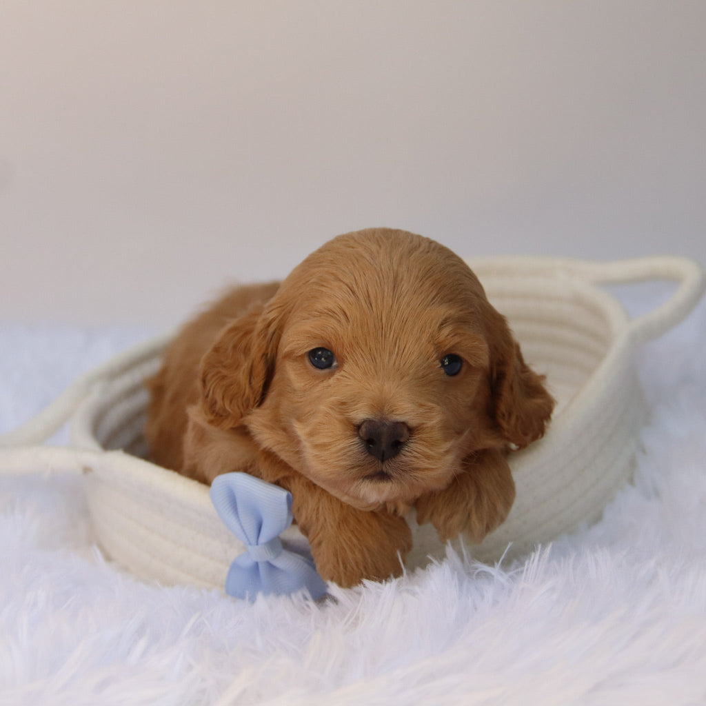 Finn - Available Now