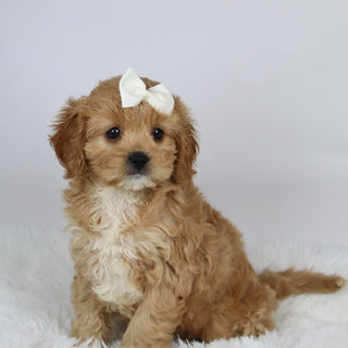 Nana - available 11/19