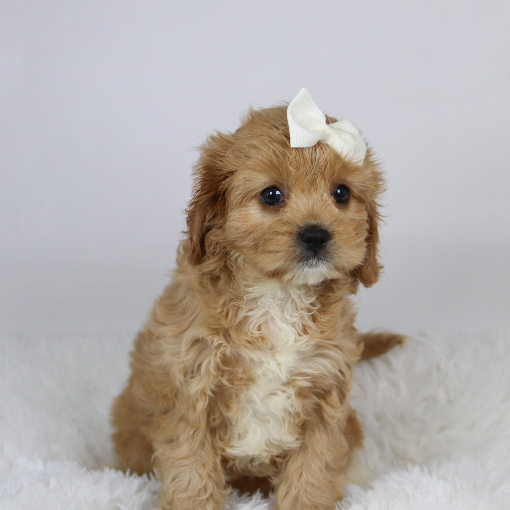 Nana - available 11/19