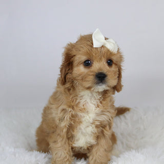 Nana - available 11/19