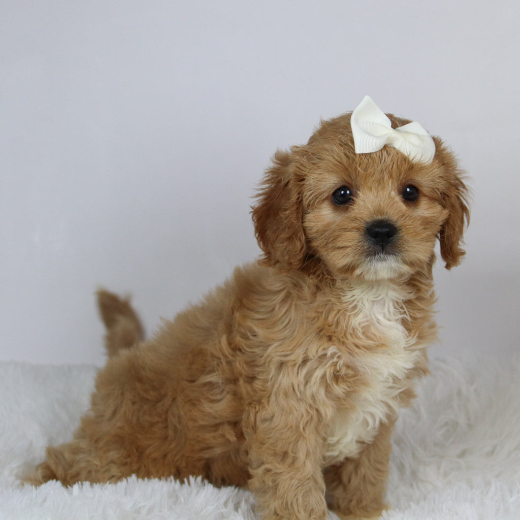 Nana - available 11/19