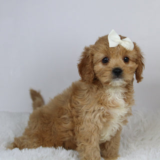 Nana - available 11/19