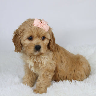 Candi - available 11/19