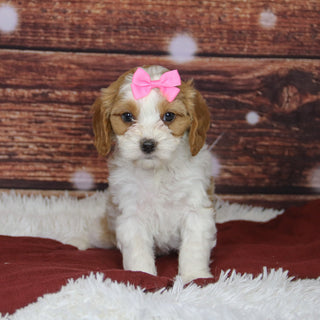 Bibi - Available Now