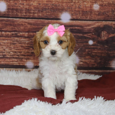 Bibi - Available 12/3