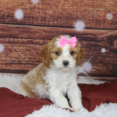 Bibi - Available 12/3