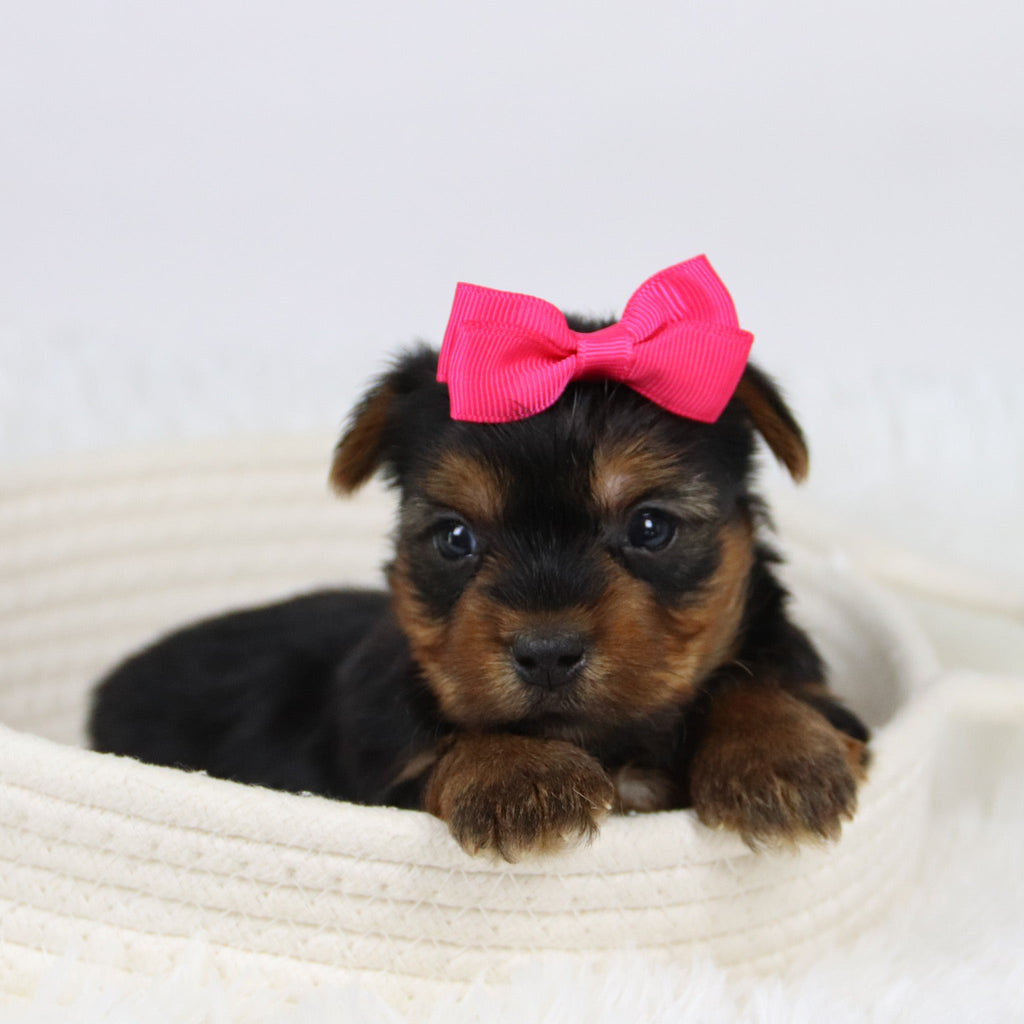 Casilda - Available 12/10