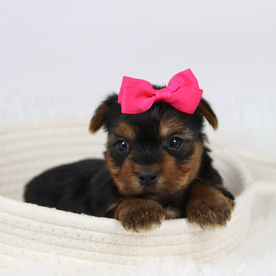 Casilda - Available 12/10