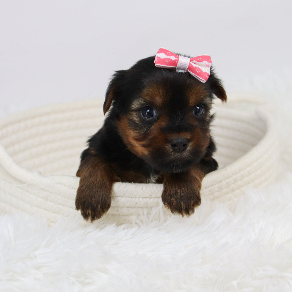 Cecilia - Available 12/10