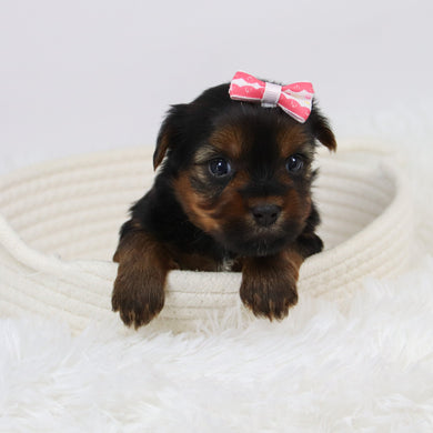 Cecilia - Available 12/10