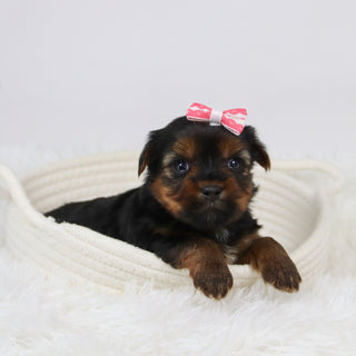 Cecilia - Available 12/10