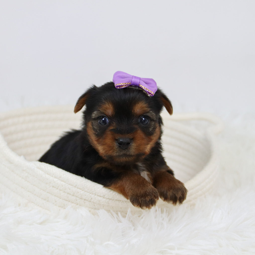 Cerina - Available 12/10