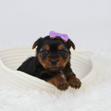 Cerina - Available 12/10