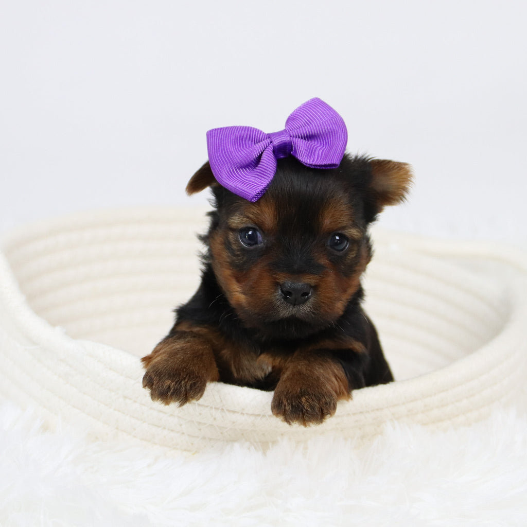 Cassandra - Available 12/10