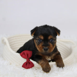 Barden - Available 12/10