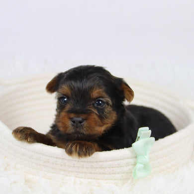 Bao - Available 12/10