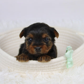 Bao - Available 12/10