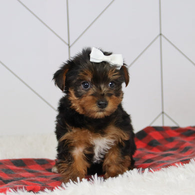 Helen - Available 12/17