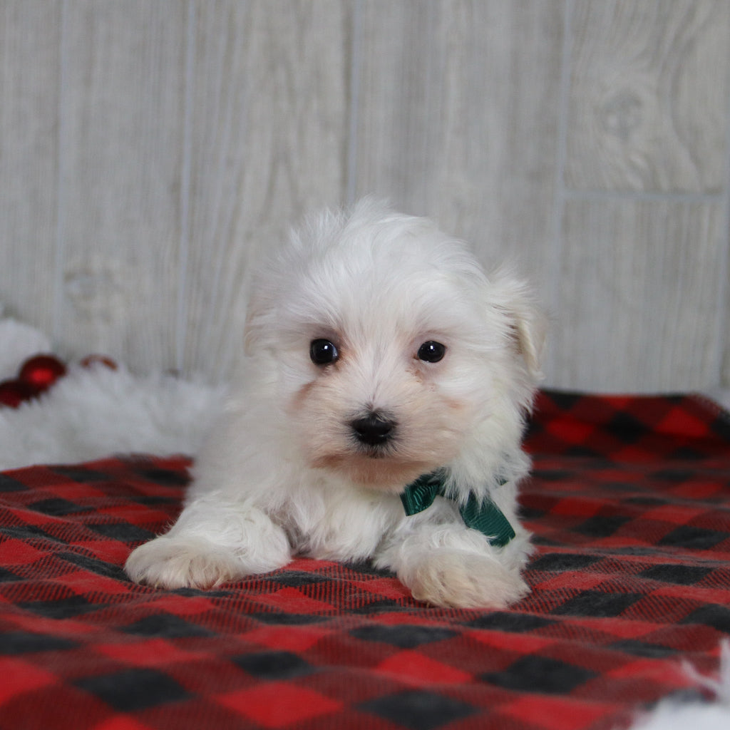 Patrick - Available Now