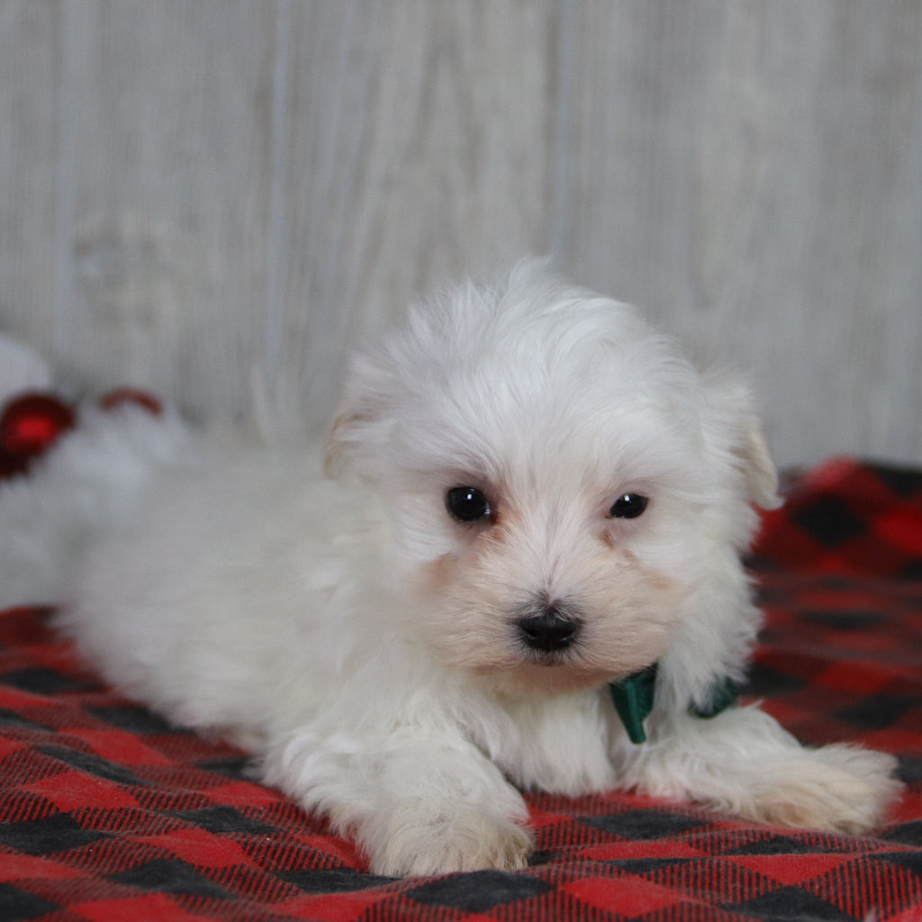 Patrick - Available Now