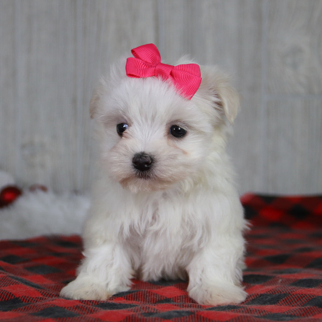 Mariah - Available 1/8