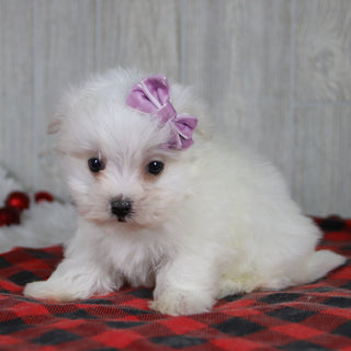 Nicole - Available 1/8